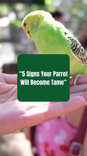 Taming isn’t about forcing contact. It’s about trust building slowly and consistently. If your parrot takes treats, stays relaxed, steps up willingly and seeks contact, you’re moving in the right direction. Patience creates confident, secure birds.🦜#cockatiel #tieltime101 #parrot #PetBird #birdtok🦜