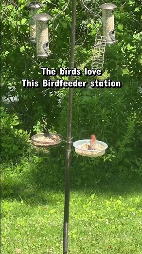 Backyard bird feeder station with multiple feeder hooks and trays for food and water