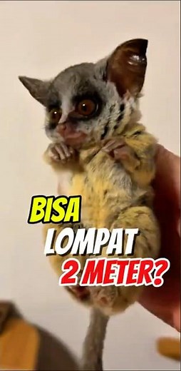 Why Do Bush Babies Make Everyone Instantly Fall in Love? 🥹 #animalfacts #unique-facts #bushbaby