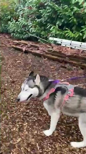 Meet Johan a Mixed Breed, Large (over 44 lbs fully grown) currently available for adoption! 12/9/202