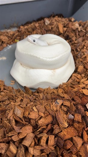 This Blue Eyed Leucistic girl laid a small clutch of only 3 eggs! #Python #pythonregius #royalpython #ballpython #ballpythonsofinsta #ballpythonsofig #ballpythonsofinstagram #ballpythonmorphs #ballpythonmorphsofinstagram #ballpythonbreeder #ballpythonbreeding #ballpythonsnake #ballpythoneggs #blueeyedleucistic #royalconstrictordesigns | Royal Constrictor Designs.com