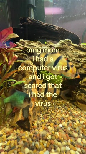 Dealing with a Computer Virus: A Personal Story