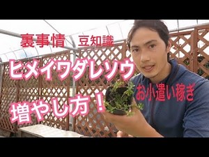 How to grow dwarf burrs! (Earn some extra cash)