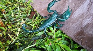 8 Ways to Keep Scorpions Away While Camping - TruCampers