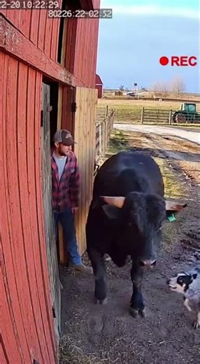 Bull Explodes Out of Barn — Loyal Dog Reacts