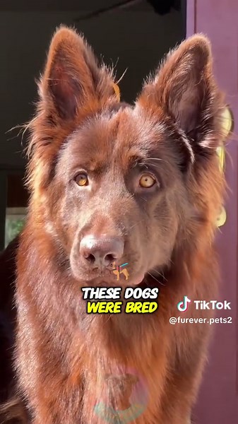 Are German Shepherds Misunderstood or Dangerous?