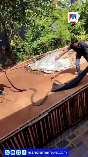 കണ്ണൂർ ആറളം ഫാമിലെ വീട്ടിലെ ശുചിമുറിയിൽ നിന്ന് രാജവെമ്പാലയെ പിടികൂടി #Kannur