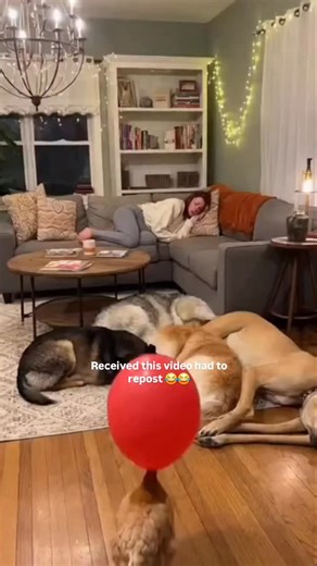 Danilo Lopes on Instagram: "💥 The balloon exploded. 🐶 The dogs PANICKED. 🏃‍♂️ Chaos everywhere. 🏠 Living room: destroyed. 😱 Human: traumatised. I was NOT ready for this 😂😂 Turn the sound ON and watch till the end 💀 #funnyreels #dogsoftiktok #chaos #viralvideo #doglife #fyp #repost #chicken #dogslife"