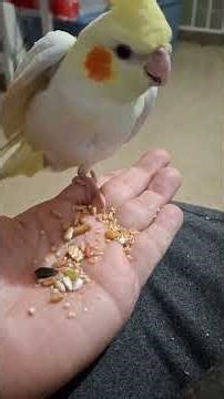 Como introducir un pajarito nuevo al hogar? #cockatiel #ninfas #lovebirds #agapornis