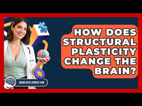 How Does Structural Plasticity Change The Brain? - Brain Development Hub