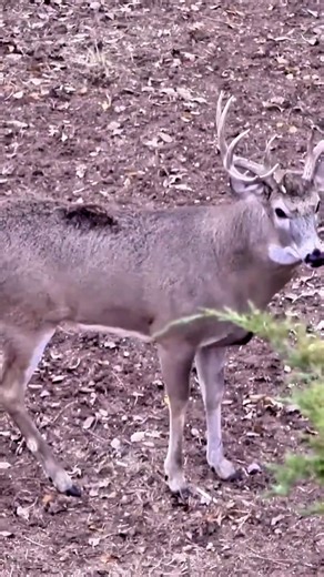 Incredible Deer Hunt | One Shot One Kill #deerhunting #buckhunting #huntinglife #bigbuck#bowhunting