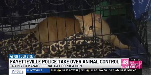 Fayetteville police, spay neuter clinics explore options to control feral cat population