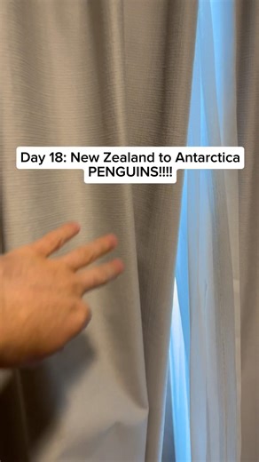 I saw penguins from my balcony!