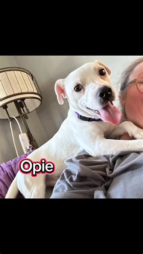 4.1K views · 22 reactions | Mark your calendar for our adoption events this weekend. Petsmart south in Rochester Saturday 10 to 12 Sunday 12 to 2 Many cats and dogs will be there for adoption. Apply on our website and read more about our adoptable pets @campcompanion.org. #campcompanion #rescuedog #rochestermn | Camp Companion | Facebook