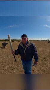 20K views · 576 reactions | Ranch Life Reality: How to Handle Feisty Cow Like a Pro? #ranchlifestyle #cattlehandling #ranchvet #workingwithcows #ranchlife #countrylife #feistycows #viral #trending #viralreels #trinityvandenacre #interesting #educational #wyoming #animalhusbandry #cattle #calves | Life in the West | Facebook
