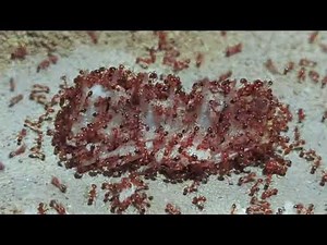 How Ants Work as a Team When Gathering Food