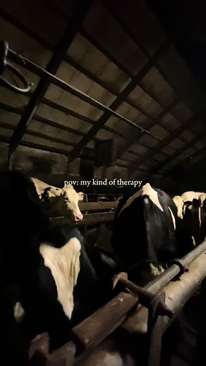 #fyp #farming #cows #holstein #foryoupage❤️❤️