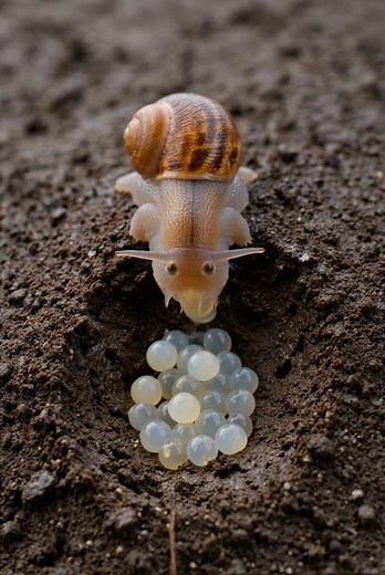 サクッと解説！カタツムリはどんな一生を過ごすの？ #カタツムリ #生き物