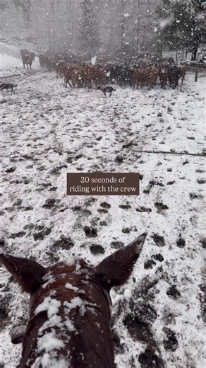 This is where Lazy T beef comes from! 👌 As ranchers, we can offer a real look at the cattle-raising process. No mysteries. Just fantastic, all-natural beef… Raised by cowboys on the (sometimes snowy) Wyoming range. ‼️ You deserve to know everything about your beef. Take control of your plate by supporting your American ranchers. #cowboy #cowboys #cowgirl #western #beef #cattle #country #wyoming #yellowstone #countryliving #ranch #ranchlife #westernfashion #meat | Lazy T Ranch