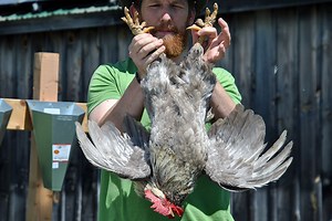 Backyard chicken processing 101 | Hello Homestead