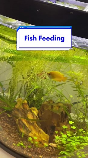 Live Brine Shrimp Culture Setup Guide