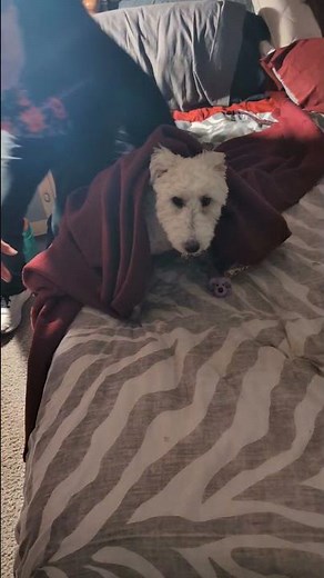 thunder blanket not thundershirt