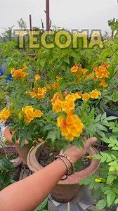 86K views · 2.3K reactions | Tecoma: Colorful Trumpets in Your Garden!  Tecoma comes in stunning color varieties — Yellow, Orange, Red, Pink, and even Two-Tone! These trumpet-shaped flowers bloom almost all year, attract butterflies, and grow beautifully on fences, walls, and trellises. Low maintenance and sun-loving, Tecoma brings bold color and charm to any garden space. 曆✨ | Pabitra Garden | Facebook