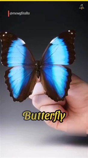 Journey from a caterpillar to butterfly |🐛🦋#youtubeshorts #facts