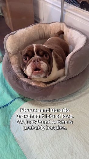 Yesterday Horatio Braveheart wasn’t feeling so good and didn’t want to eat so our awesome vet @amigoanimalhospital_ took him in. Sadly, his lymph nodes swelled up overnight and all tests are pointing towards lymphoma and hospice. I wonder if this is why he was dumped at the shelter at nine years-old… Either way, we are doing our best to get our sweet senior soul comfortable and it will be one day at a time. Please send Horatio lots of love and healing. ❤️ | Roadogs Rescue