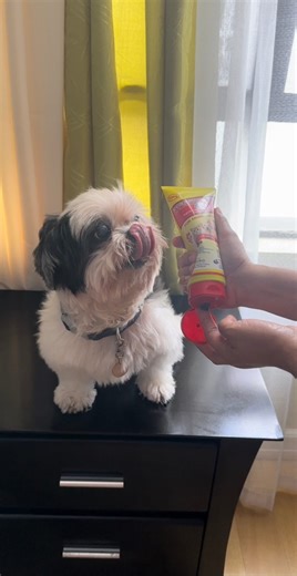 Beat the summer heat! Pool pawty daw muna sila 😂 - Dahil sa sobrang init ng panahaon kailangan natin iboost ang kanilang immune system para di sila mabilis magkasakit. Thank you AVLI Biocare, Inc. | Kier Bear with his Furry Tails