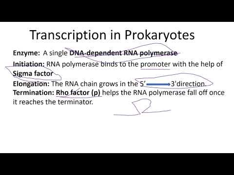 How transcription differ from DNA replication? Class 12 Biology 40 days 40 sure shot topics, Day-11