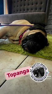 6.9K views · 339 reactions | Meet Topanga! Topanga is a 3.5-year-old...