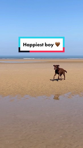 Living Your Best Life: The Joy of a Good Boy