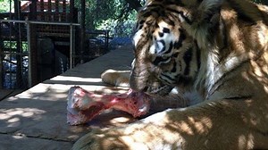 76 reactions | Thank you to Randy Krohn who donated some bones to the animals. Tiger Pouncer spent all day enjoying her treat. Video by zookeeper Shawn. | Folsom City Zoo Sanctuary | Facebook