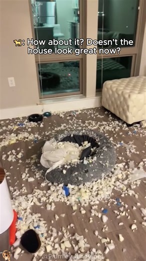 My Dog's Proud Behavior: A Funny Pet Moment