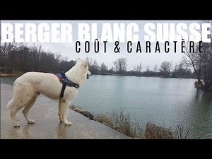 AVOIR UN BERGER BLANC SUISSE | Coût & Caractère