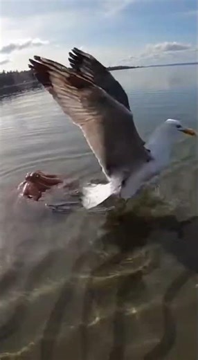 Octopus Grabs Seagull—Kayaker Breaks Them Apart! 🐙🕊️