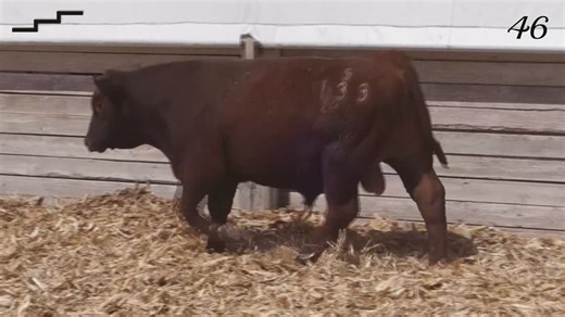 Lot 46 - Cross Benchmark 5133: Staircase Charolais & Red Angus - Annual Bull Sale