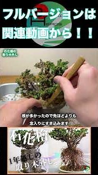 枯れないようにしっかり植え付け #bonsai #盆栽