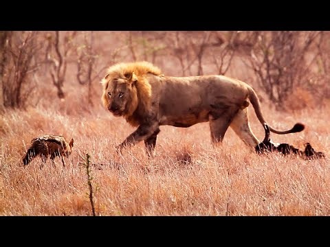 You need to see this! Jackal surprises when it encounters a lion in the African savanna!