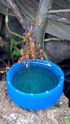 Fire Ants Enjoying a Sweet Honey Feast