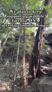 We plan to continue use of #ConservationGenetics for management of wildlife populations and forensic investigations in Northeast India and beyond. #WildlifeDNAForensic #DNAforensic #WildlifeCrimeInvestigation #research #analysis #WildlifeConservation #Assam #NortheastIndia #India #35YearCelebrationAaranyak | Aaranyak