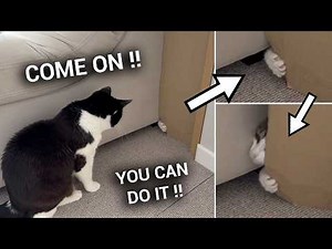 Cats Have Their Own Secret Bunker !!