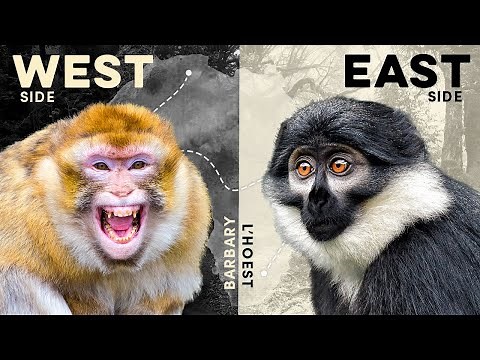 13 Most Captivating African Monkey Species (Epic Road Trip!)
