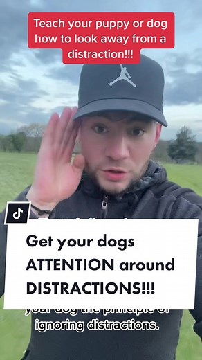 Dog Distraction Training: How to Get Your Dog to Listen