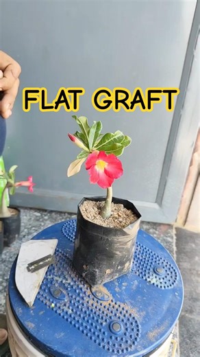 Flat Grafting in Adenium 🌿 Perfect Method!