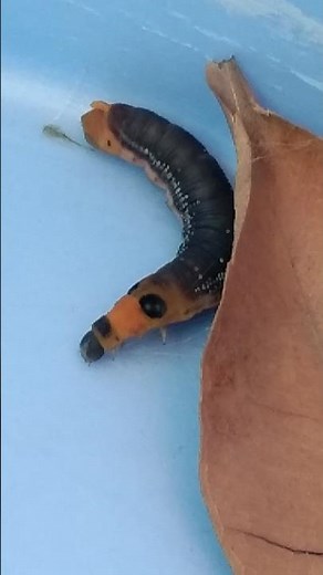 Oleander Hawk Moth started constructing a cocoon