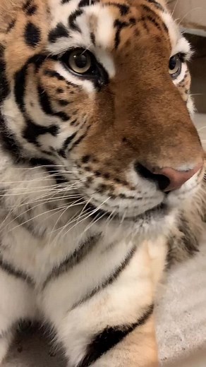 Lincolnshire Wildlife Park on TikTok