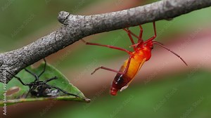 Assassin Bug Insect Molting