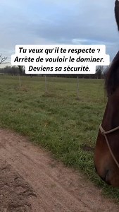 On nous a appris qu’un cheval “se mettrait à bien faire” quand on devient le leader, le chef, quand on prend le dessus, quand on s’impose et qu’on ne se laisse pas marcher dessus. Et dans les écuries, on entend aussi : “il se fout de ma gueule”, “il veut pas”, “il est méchant”… Un cheval difficile ne cherche pas un chef. Il cherche un repère. Il ne “s’amuse” pas à se cabrer, taper, mordre, ou faire des “mauvais comportements”. Il cherche juste à être mieux, à retrouver du confort et de la sécuri